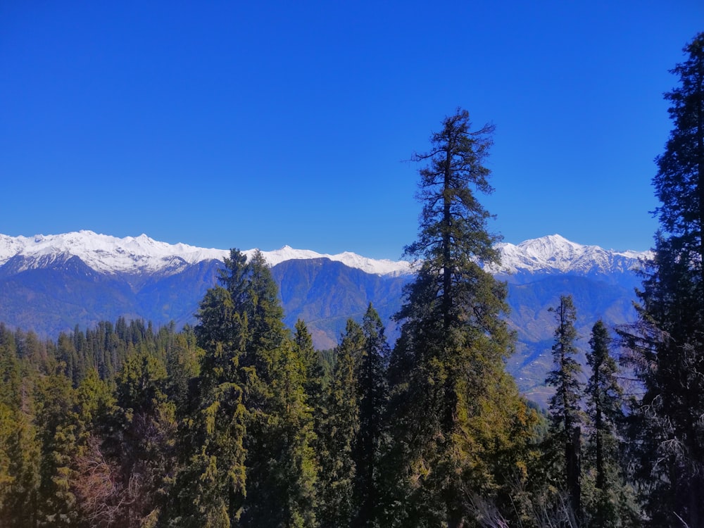 a view of a mountain range with trees in the foreground