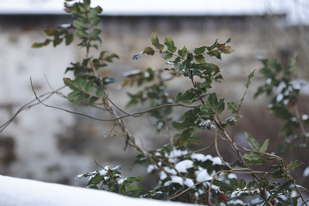 a branch of a tree covered in snow