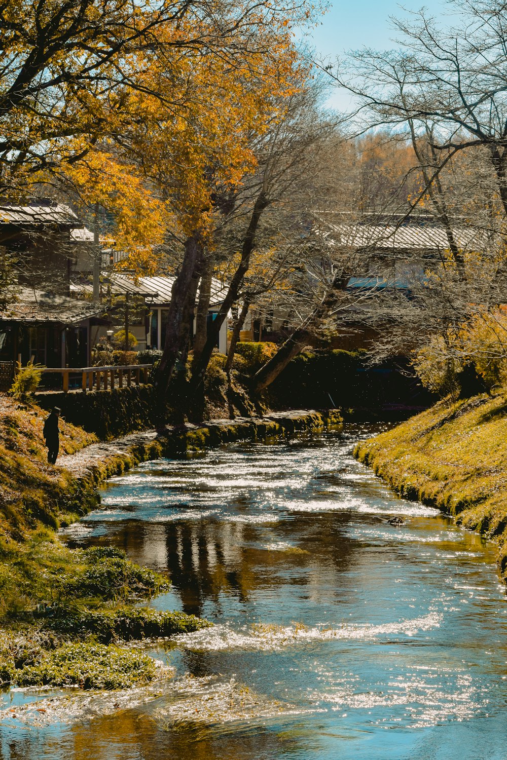 a river running through a lush green forest