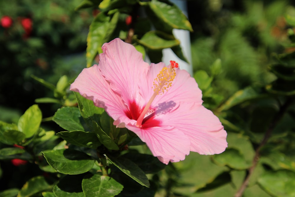 a pink flower is blooming on a bush