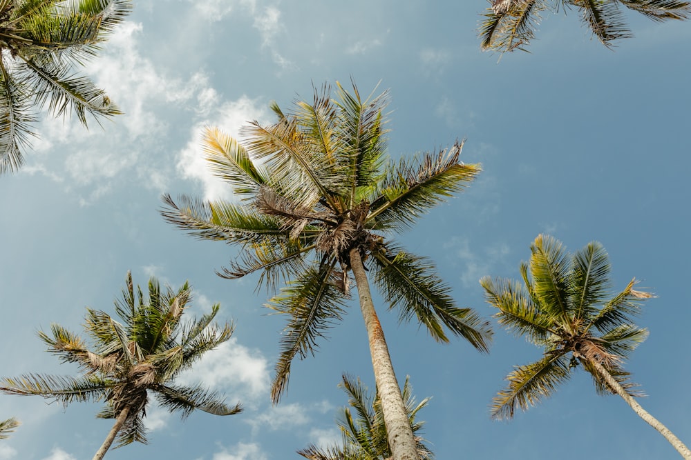 a group of palm trees with a blue sky in the background