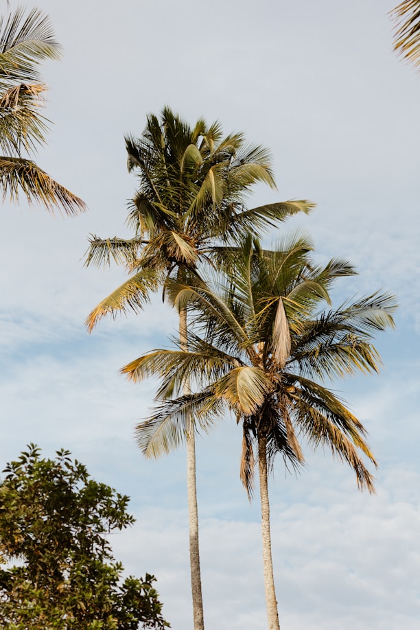 a couple of palm trees standing next to each other