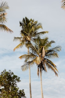 a couple of palm trees standing next to each other