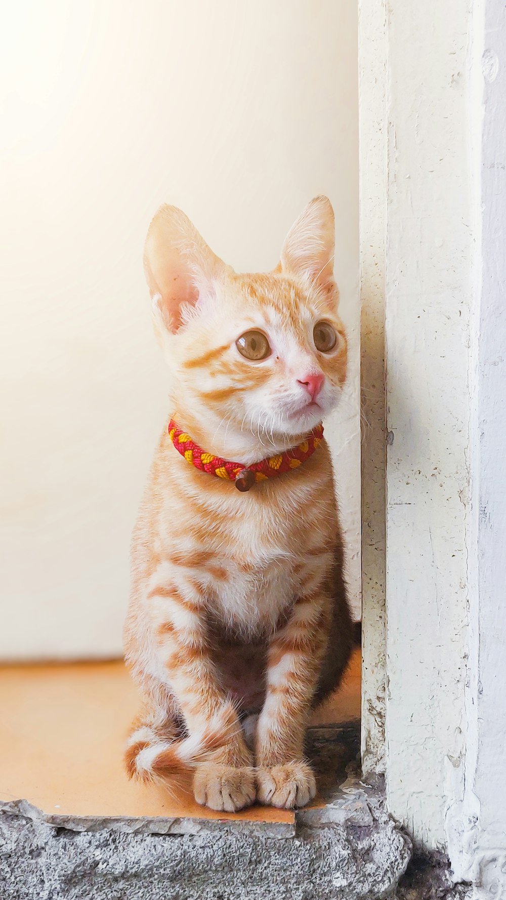 an orange and white cat with a red collar