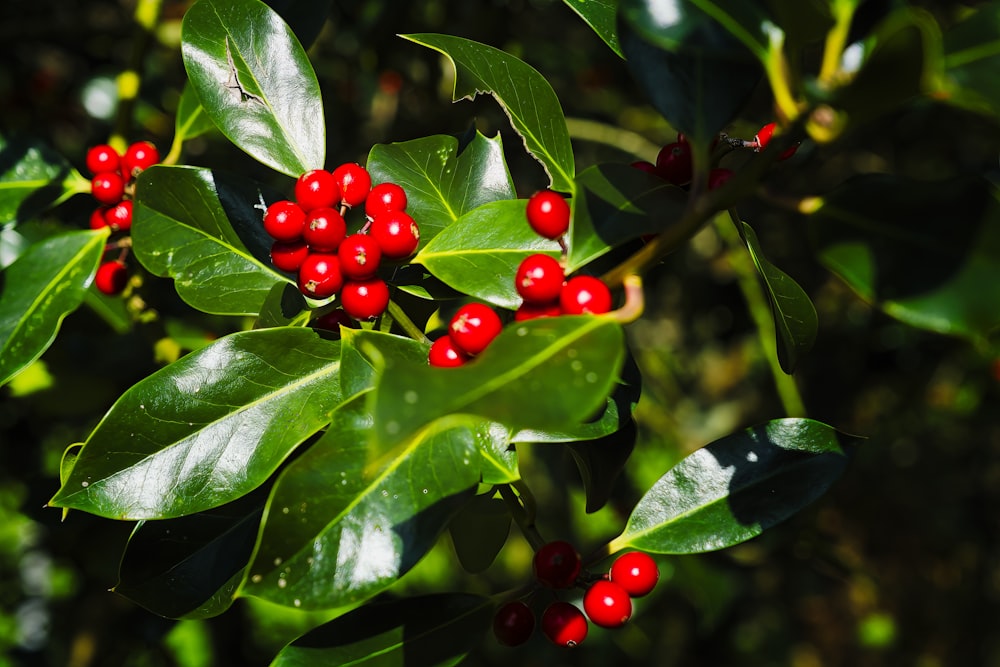 a bush with red berries and green leaves