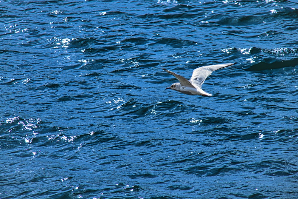 a seagull flying over a body of water