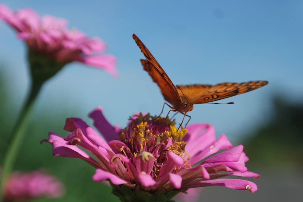 a close up of a butterfly on a flower