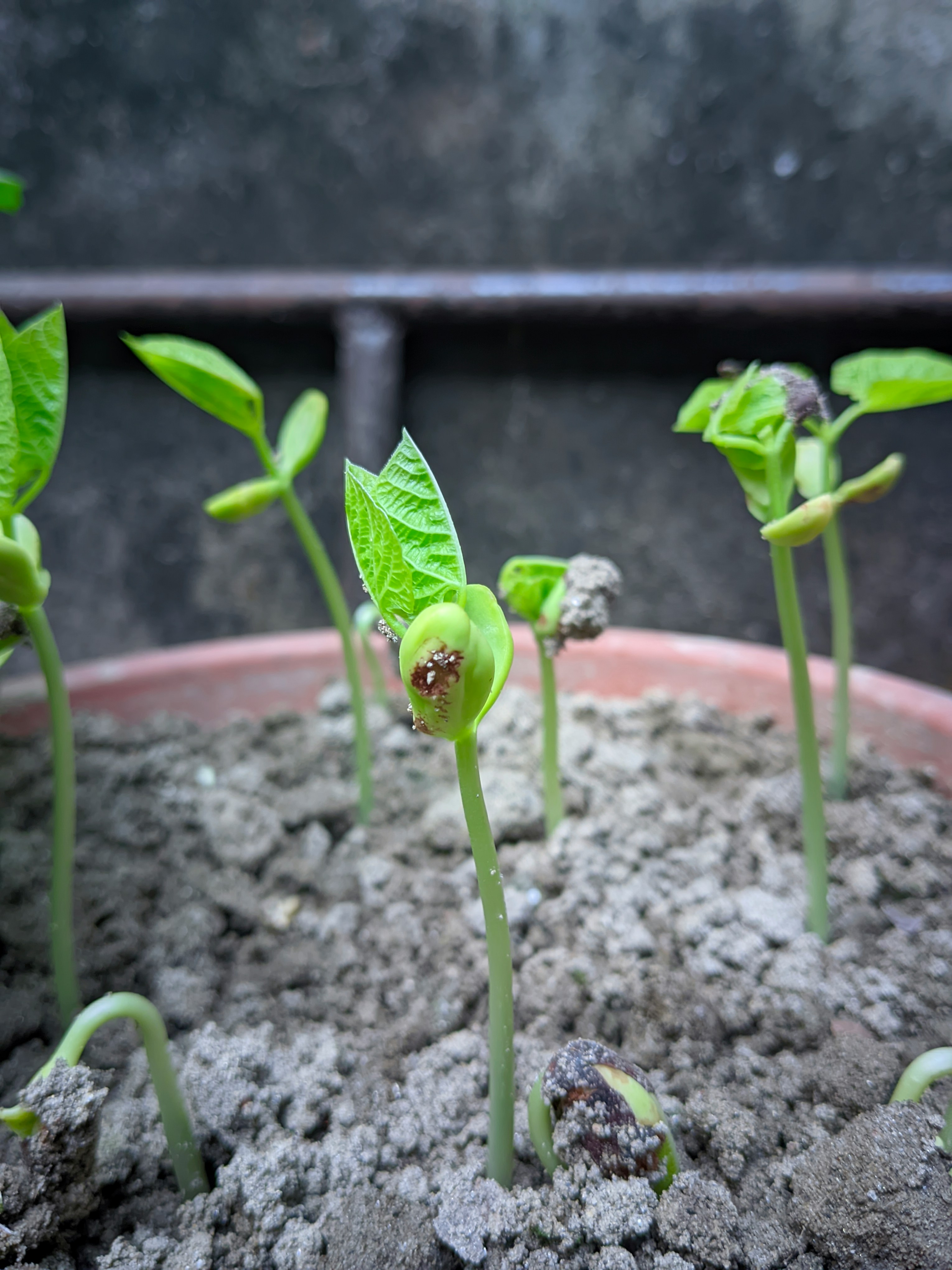 Transplanting chili plant