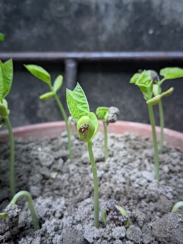 a close up of a plant growing in a pot