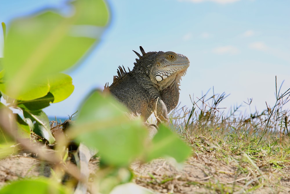 a large lizard sitting on top of a grass covered field