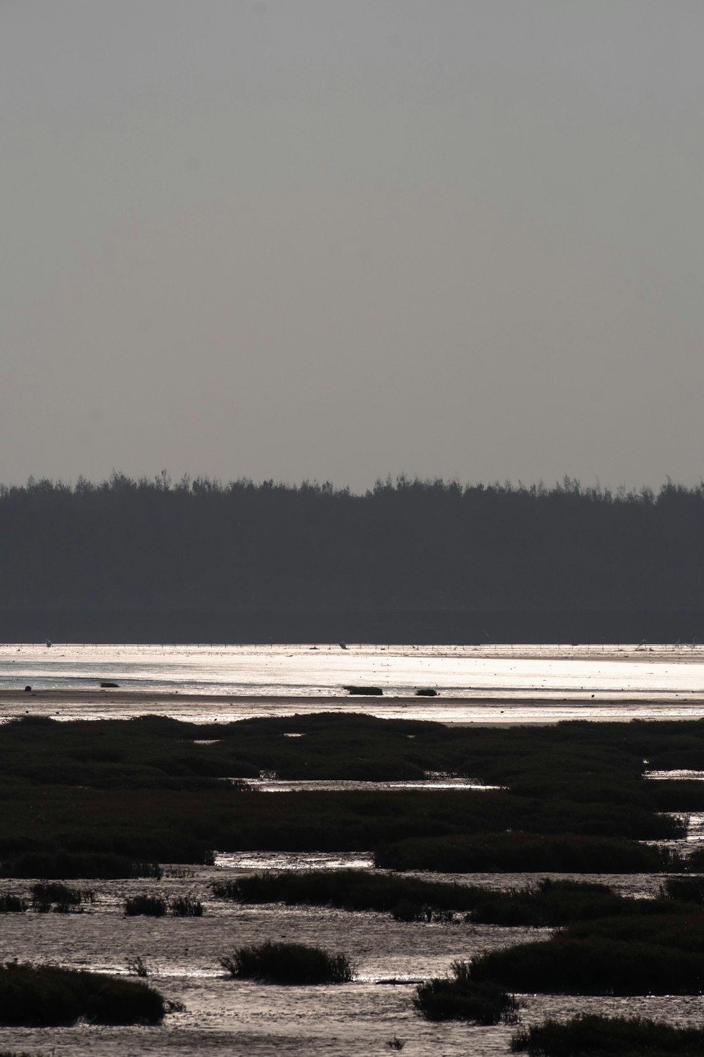 a large body of water sitting next to a forest