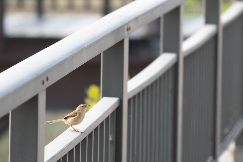 a small bird is perched on a railing