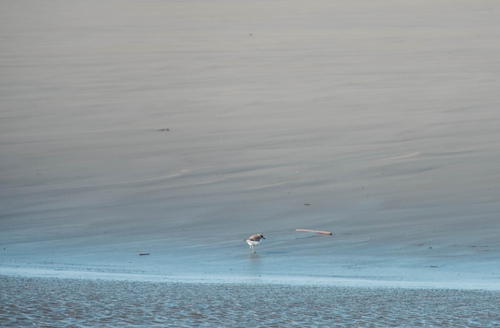 a bird is standing in the water on the beach