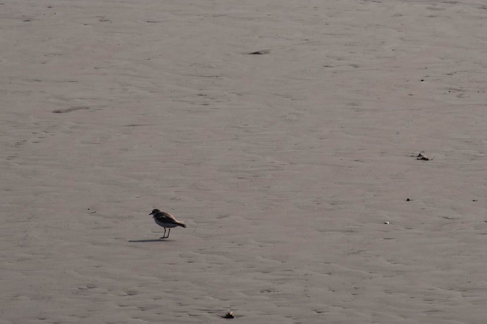 a small bird standing on top of a sandy beach