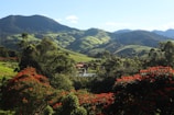 a lush green hillside with red flowers in the foreground
