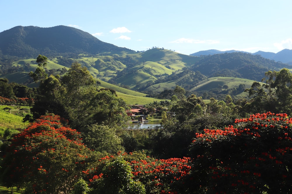 a lush green hillside with red flowers in the foreground