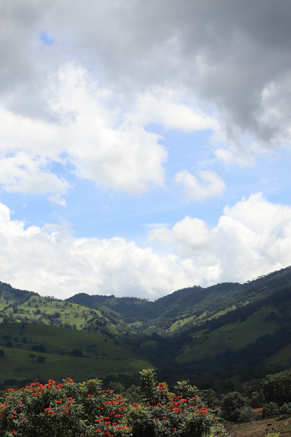 a lush green hillside covered in flowers under a cloudy sky