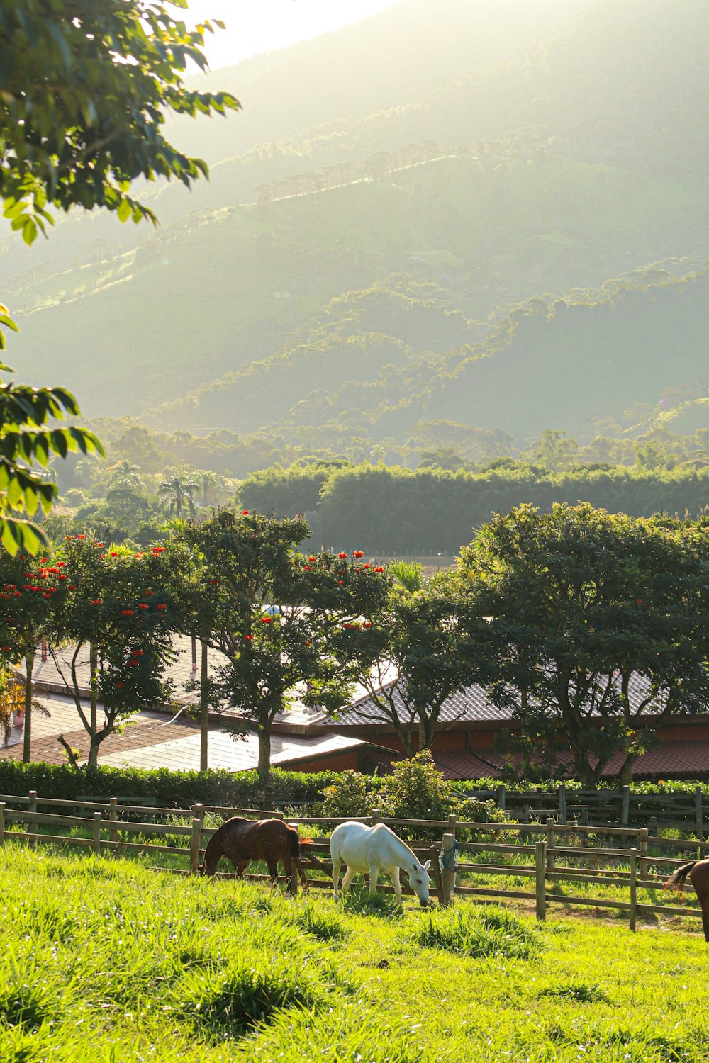 a group of horses grazing on a lush green field