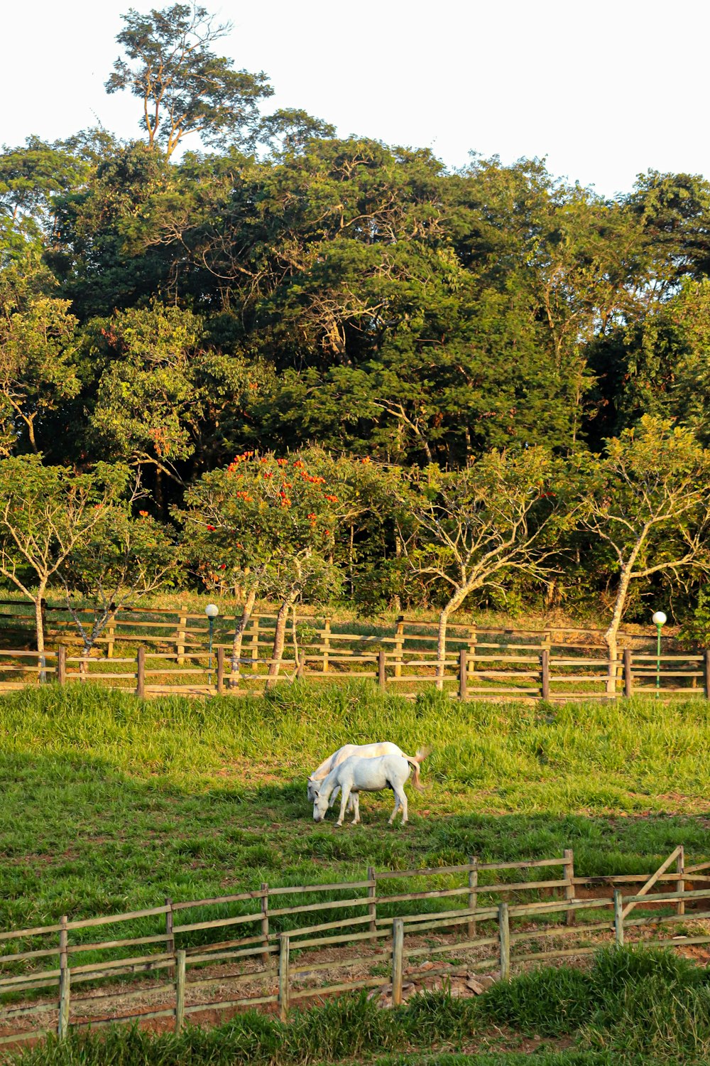 a white horse grazing on a lush green field