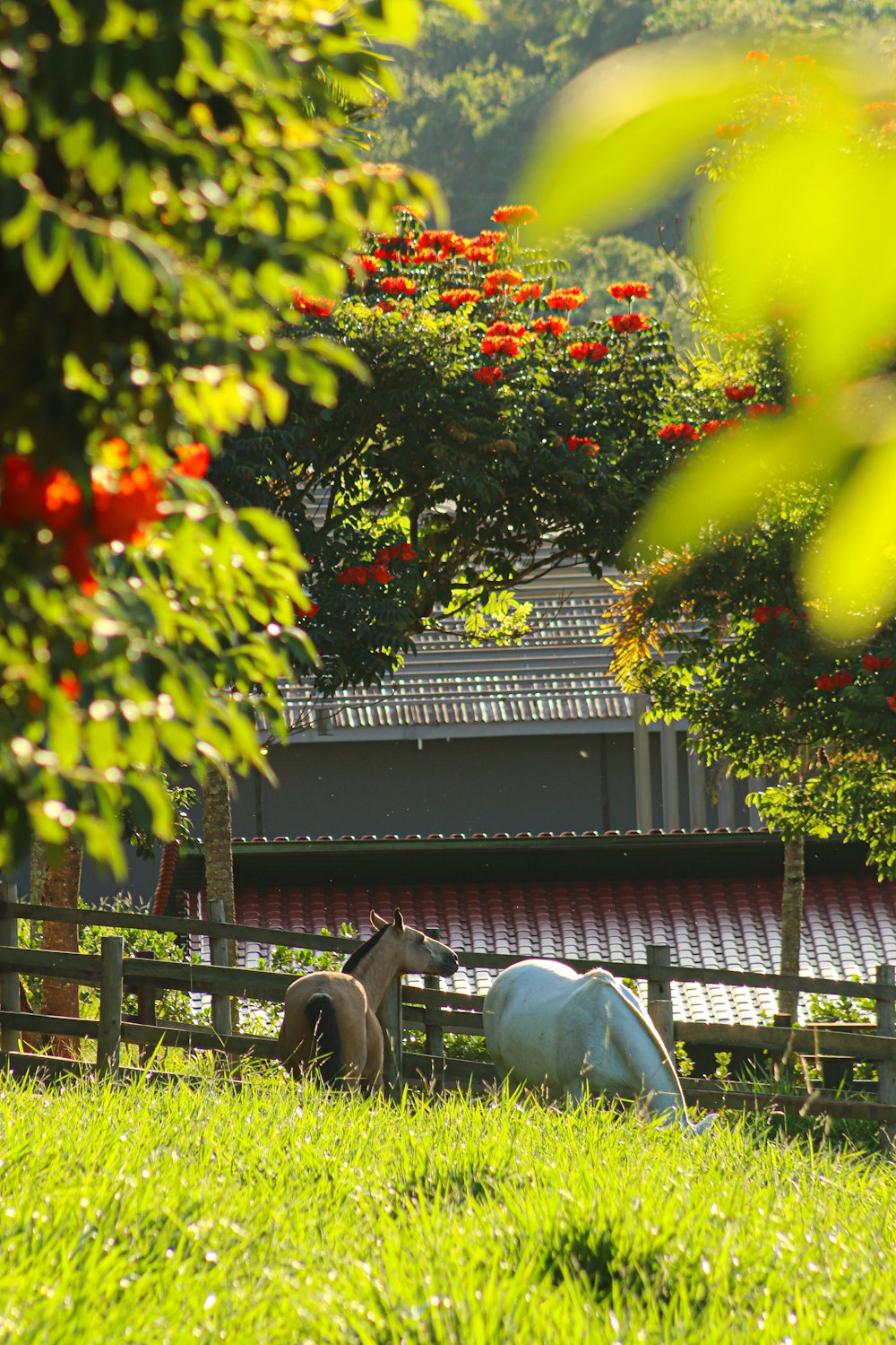 a horse standing in a field next to a fence