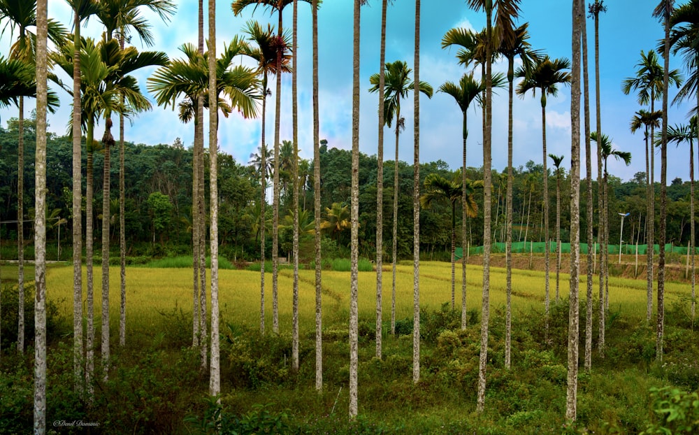 a lush green field surrounded by tall palm trees