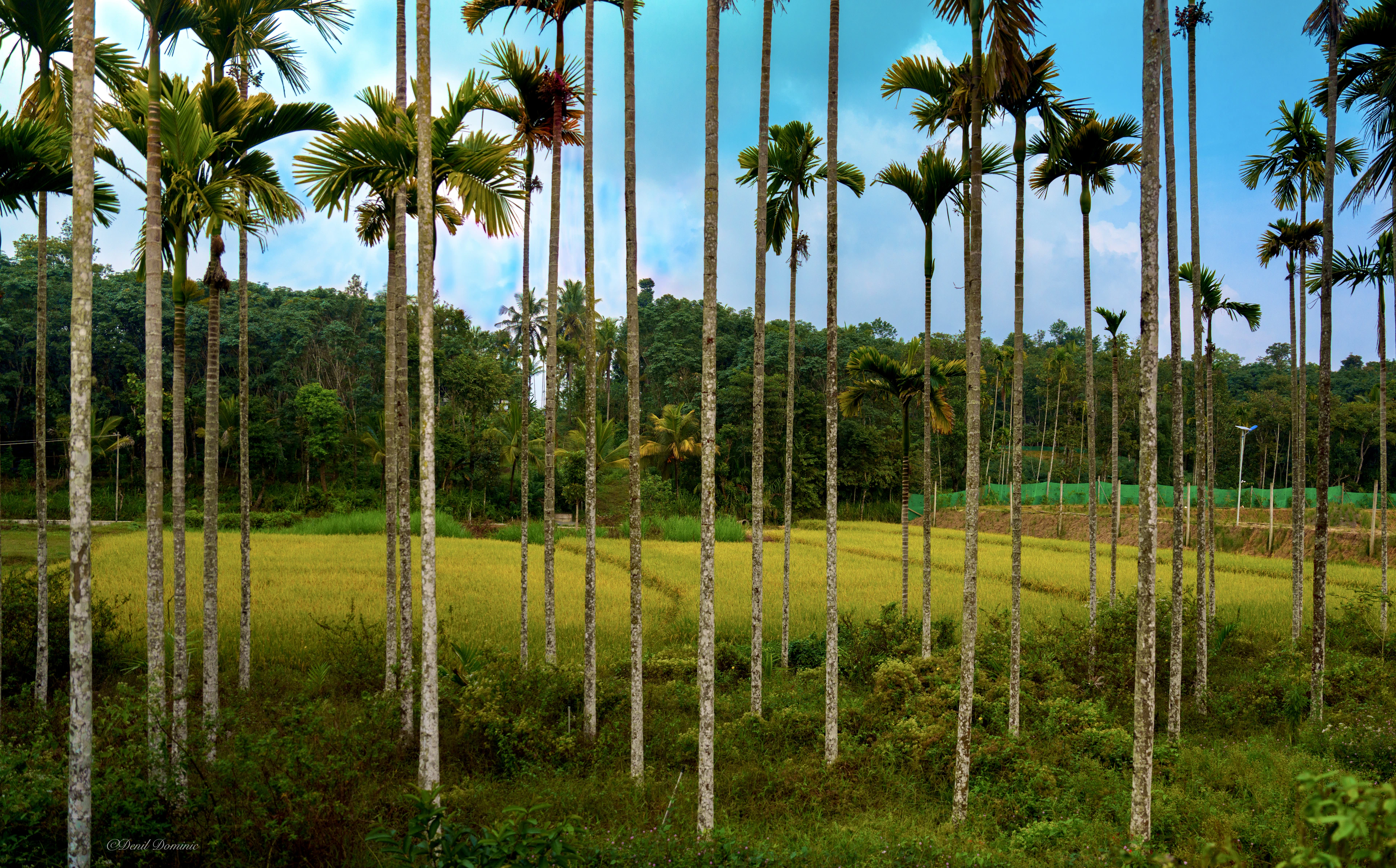 Lush spice plantation framed by tall palm trees