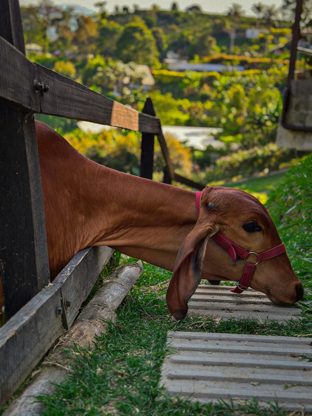 a brown cow sticking its head over a fence