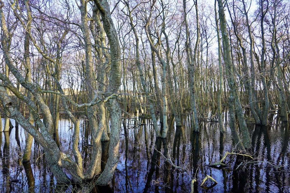 a swamp filled with lots of trees and water