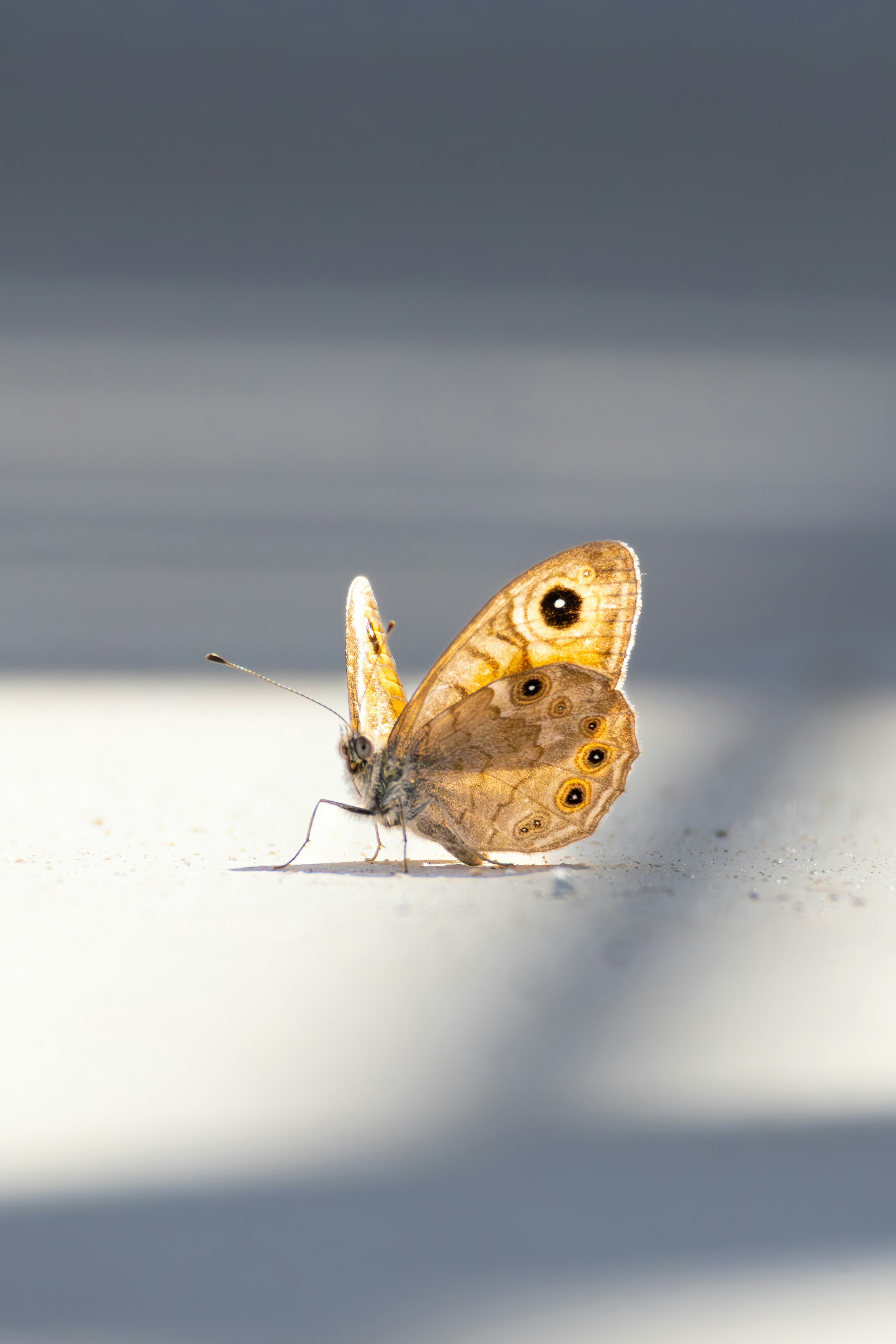 Photo by stockbirken