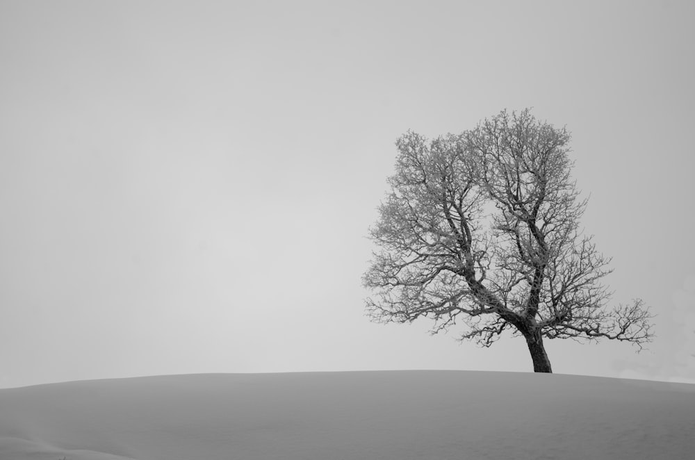 un árbol solitario en medio de un campo nevado