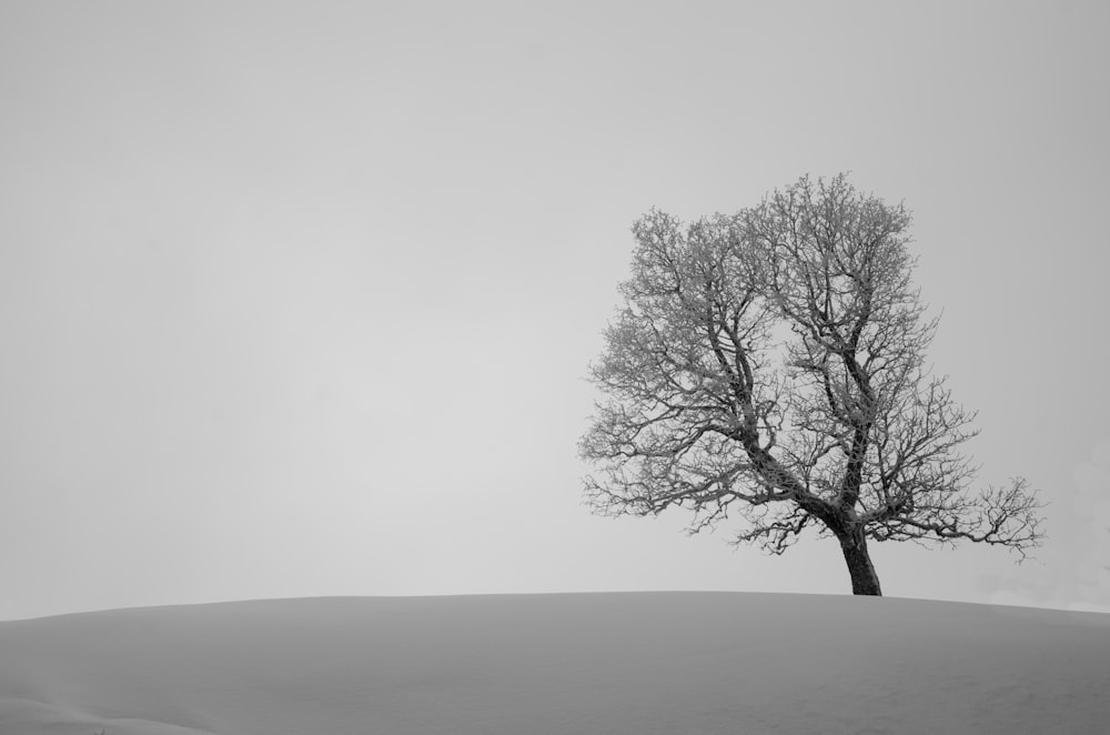 a lone tree in the middle of a snowy field