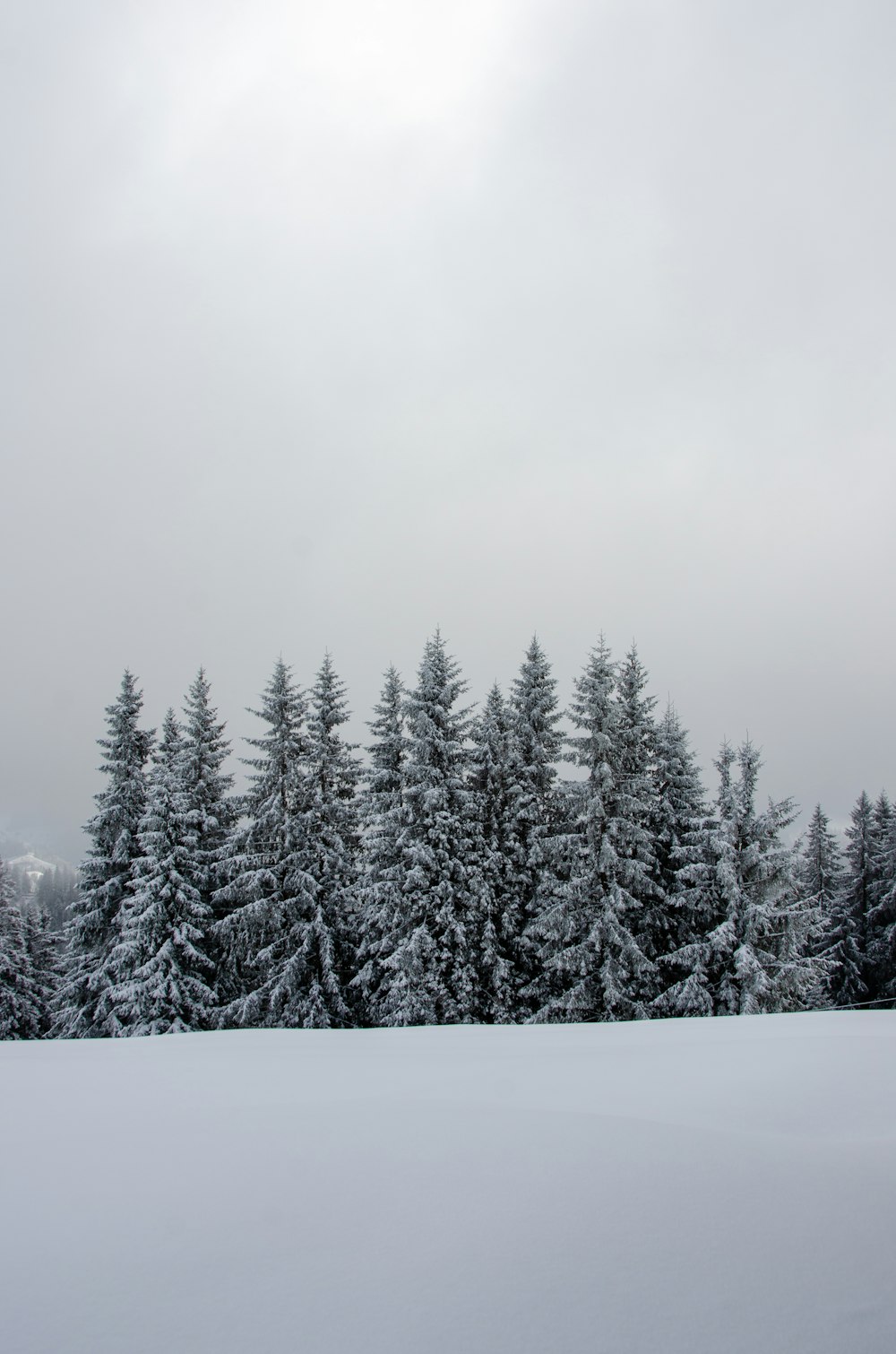 un campo cubierto de nieve con árboles al fondo