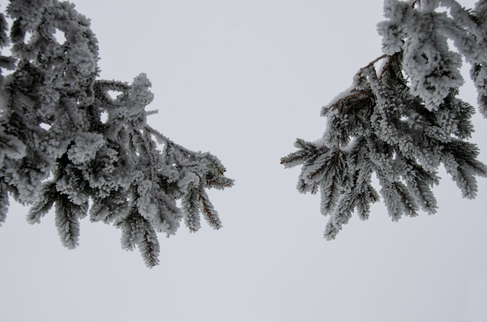um galho de árvore coberto de neve com neve sobre ele
