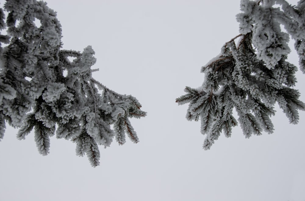 a snow covered tree branch with snow on it