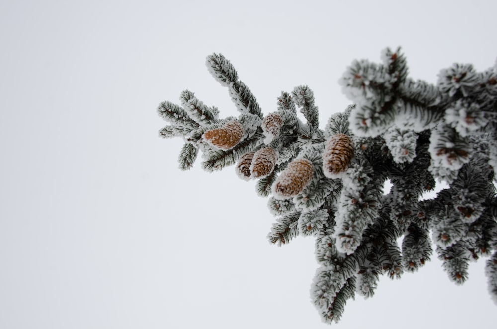 una rama de un árbol cubierta de nieve