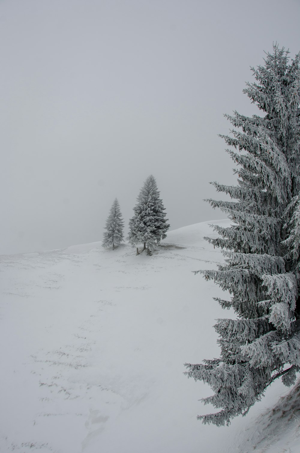 un campo cubierto de nieve con árboles en la distancia