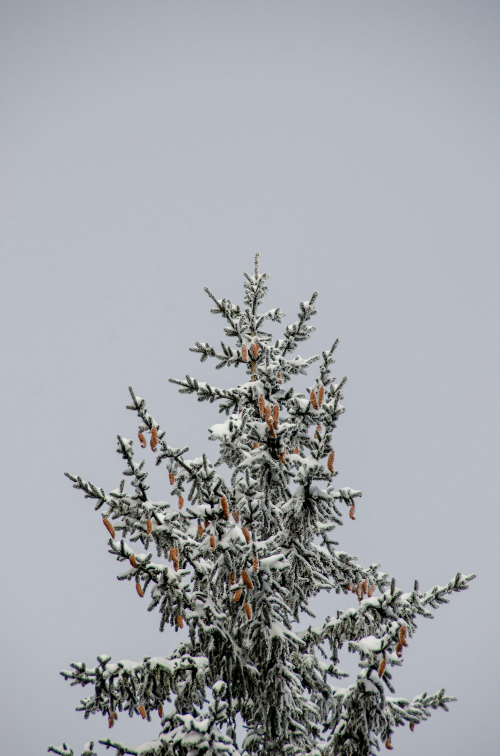 a tree covered in snow with a bird sitting on top of it