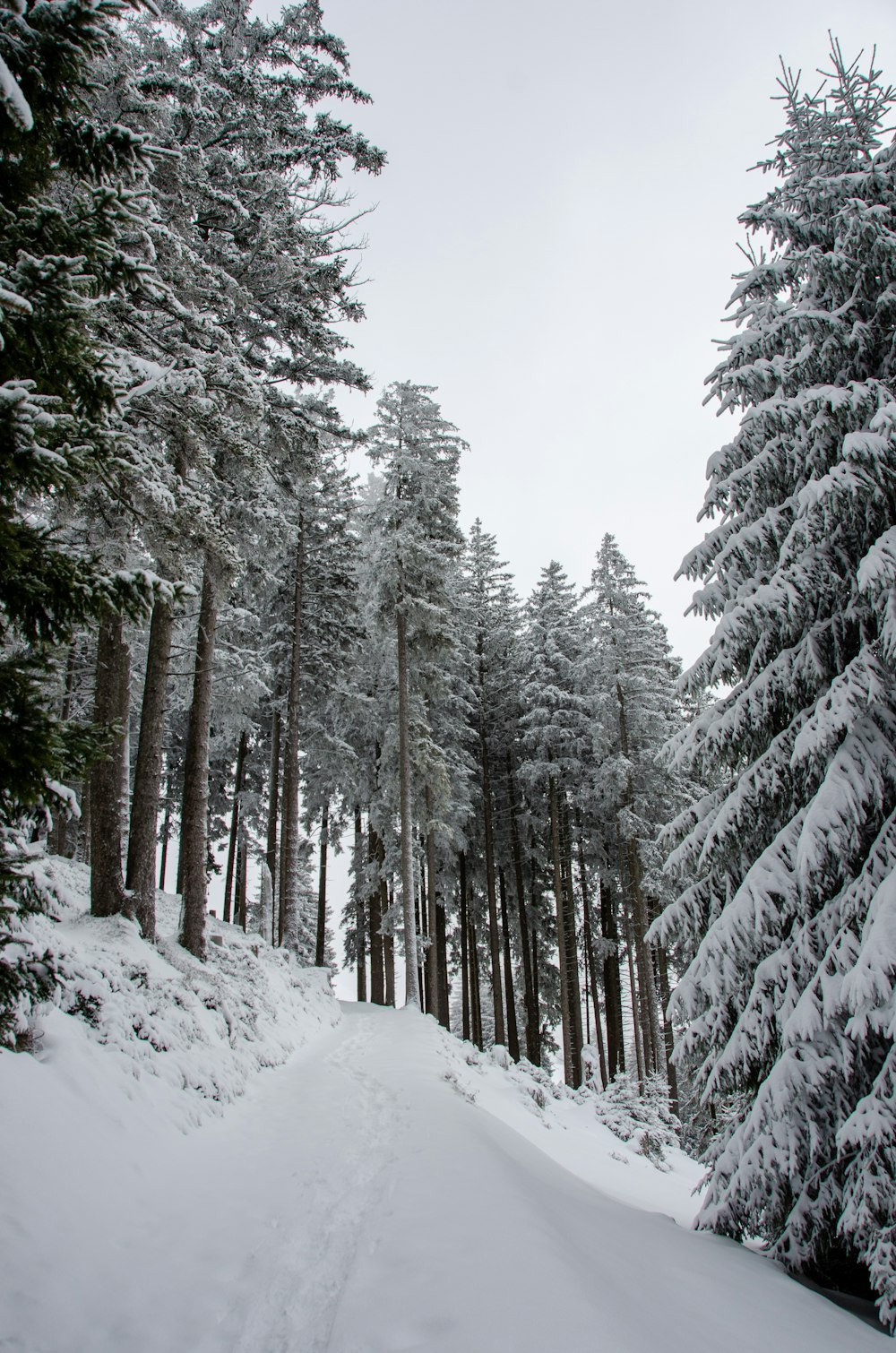 a snow covered path in the middle of a forest