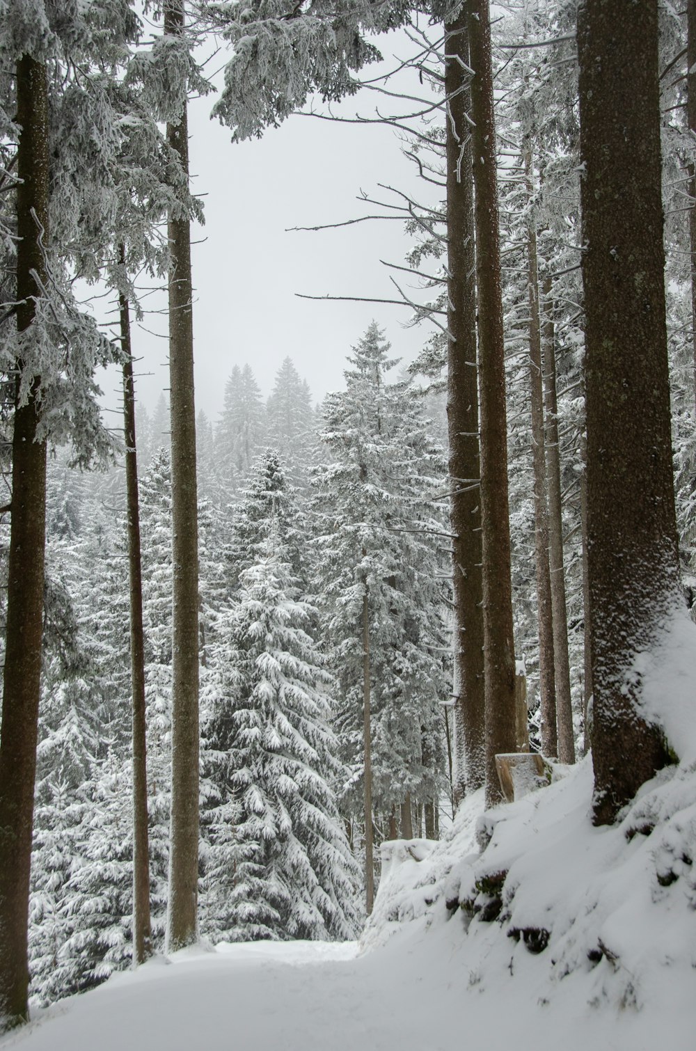 a snow covered forest filled with lots of trees