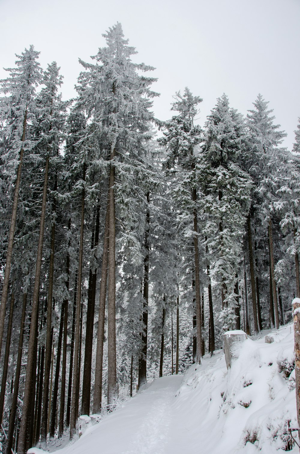 uma floresta coberta de neve cheia de árvores