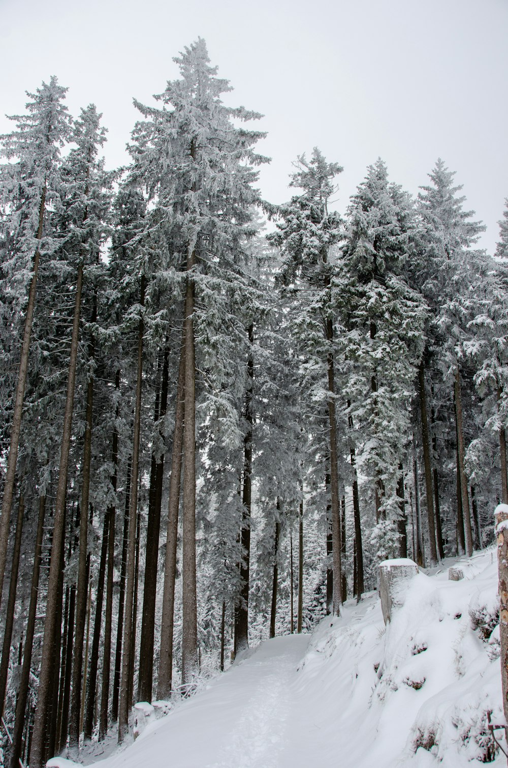 a snow covered forest filled with lots of trees