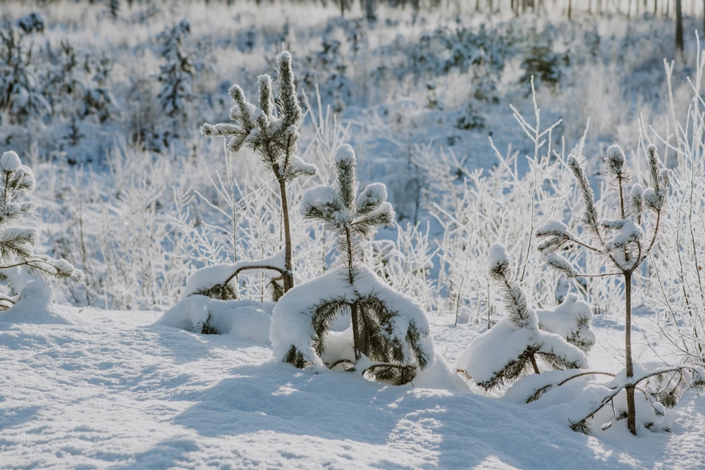 um campo coberto de neve com árvores e arbustos