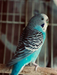 a parakeet sitting on a perch in a cage