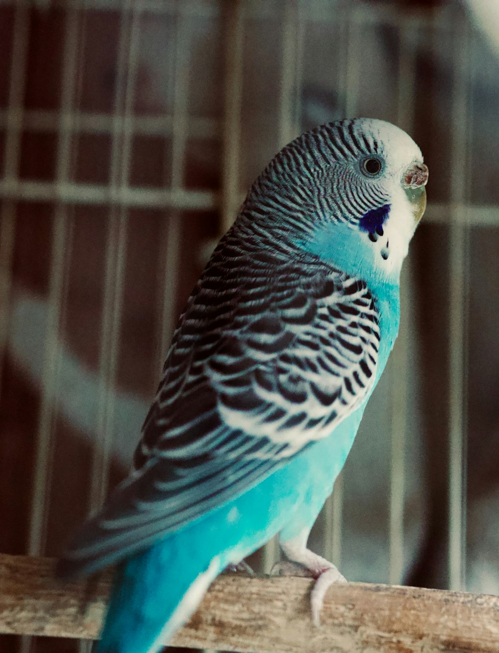 a parakeet sitting on a perch in a cage