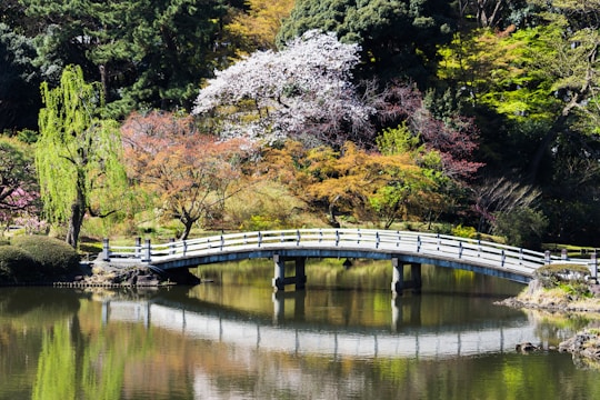 a bridge over a pond in a park