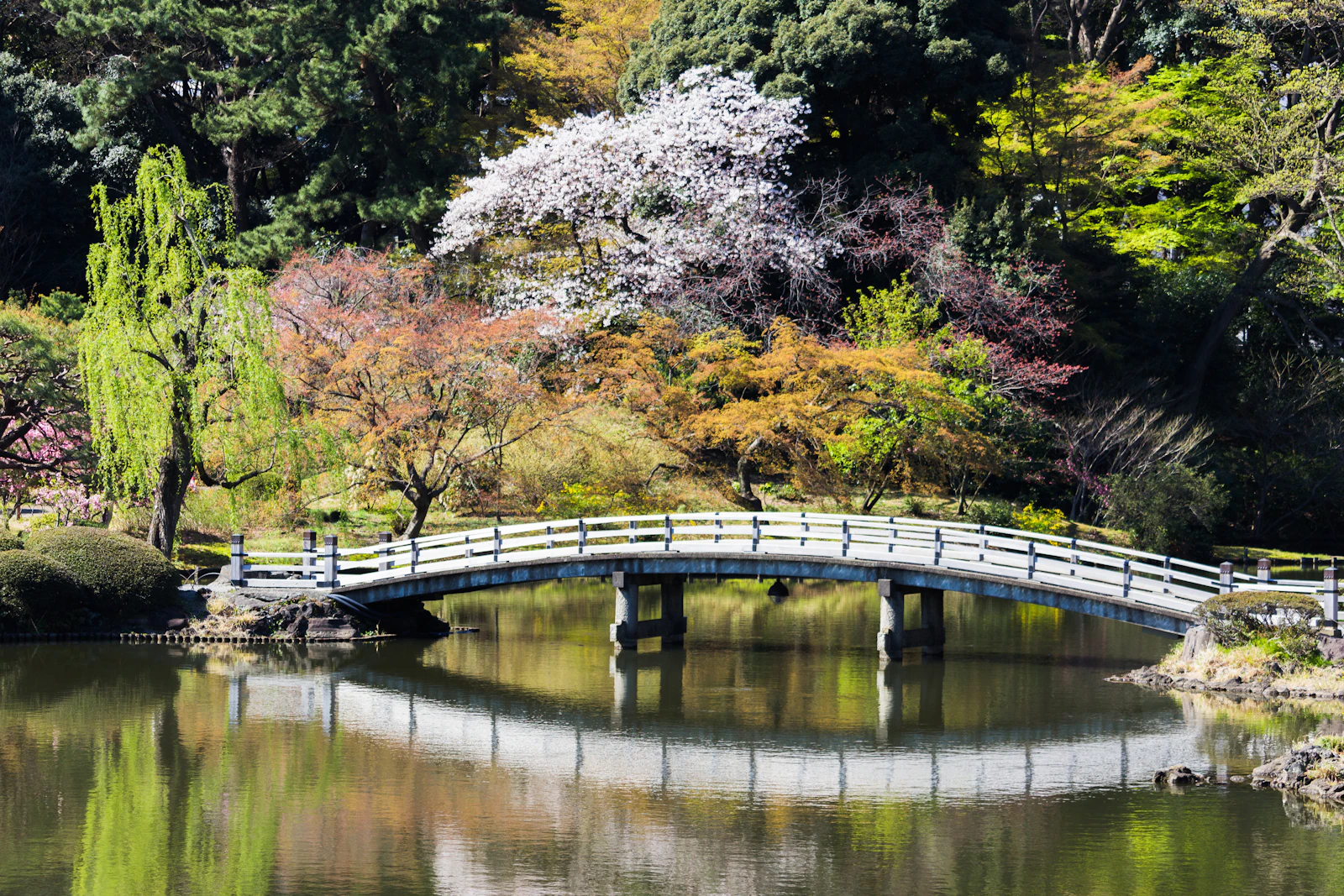 Travel photograph: A white footbridge crosses a pond beside one flowering cherry tree in Shinjuku Gyoen.