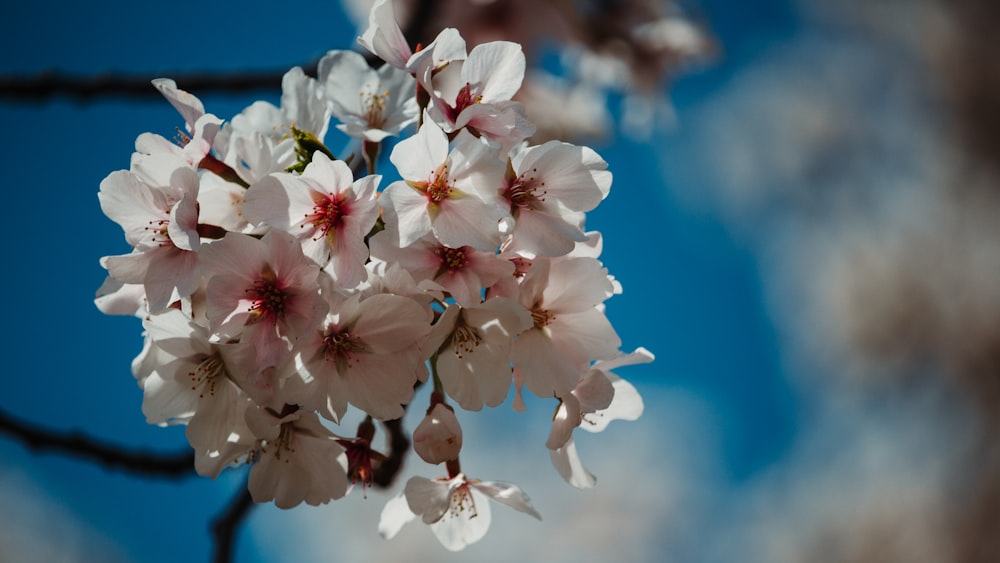 a bunch of flowers that are on a tree