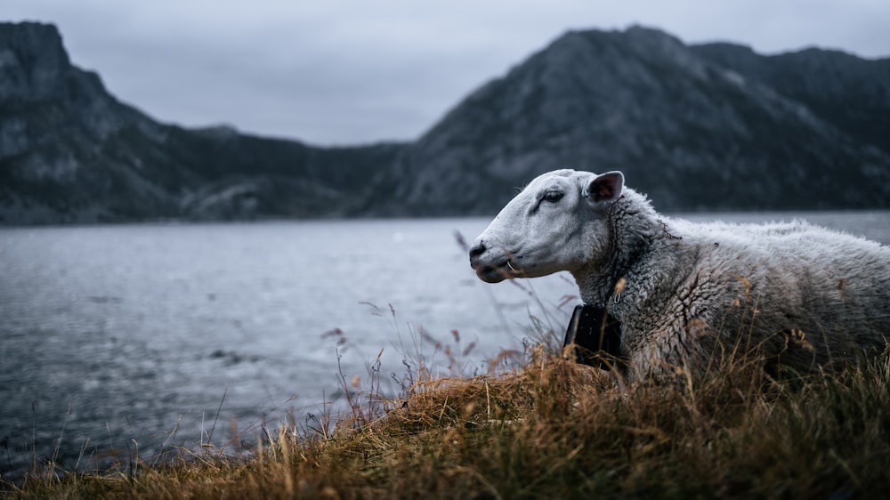 a sheep sitting on the side of a mountain next to a body of water