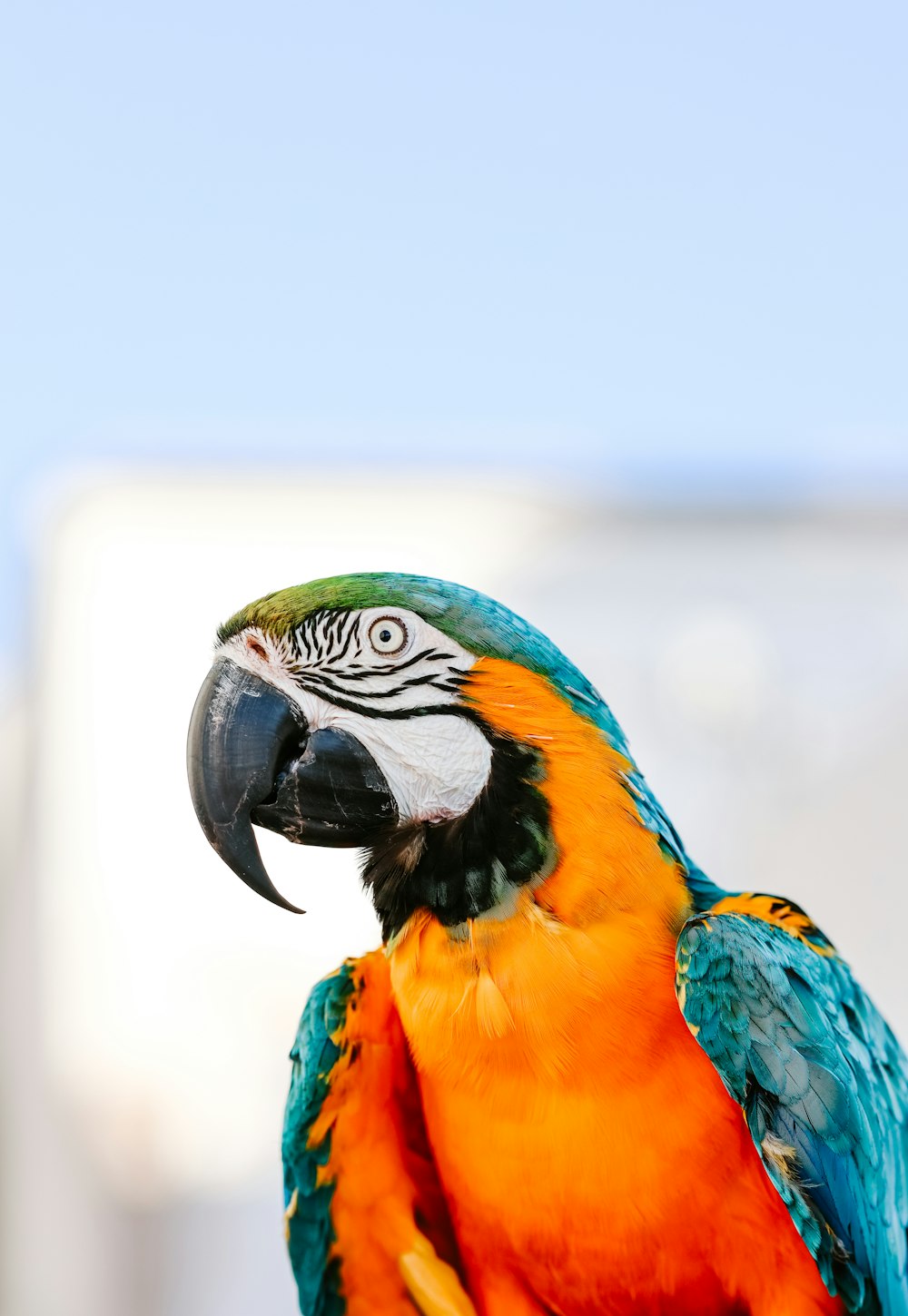 a colorful parrot sitting on top of a persons hand