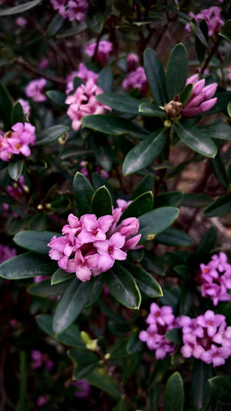 a bunch of pink flowers that are on a bush